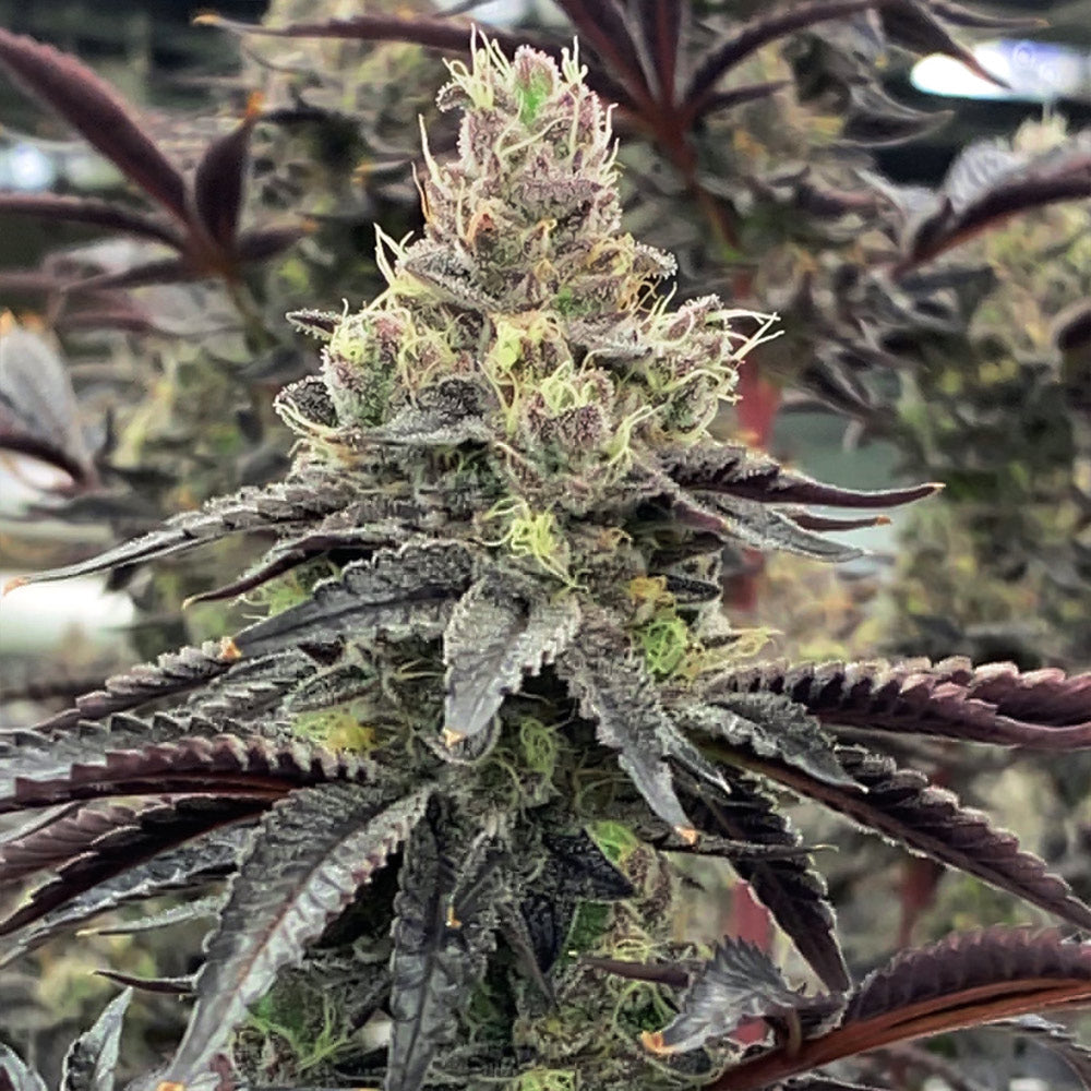 Luv Muffin Female Cannabis Seeds By Rare Dankness