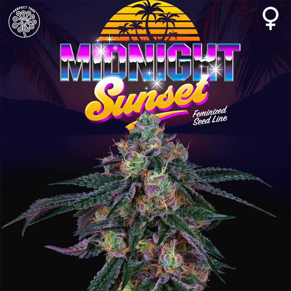 Midnight Sunset Female Weed Seeds By Perfect Tree