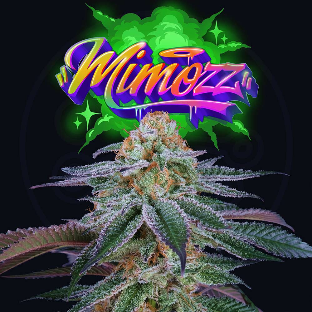 Mimozz Feminized Cannabis Seeds By Perfect Tree