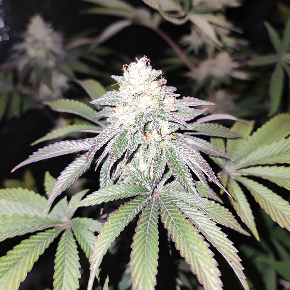 Mind Fuelz Female Cannabis Seeds By Grateful Seeds