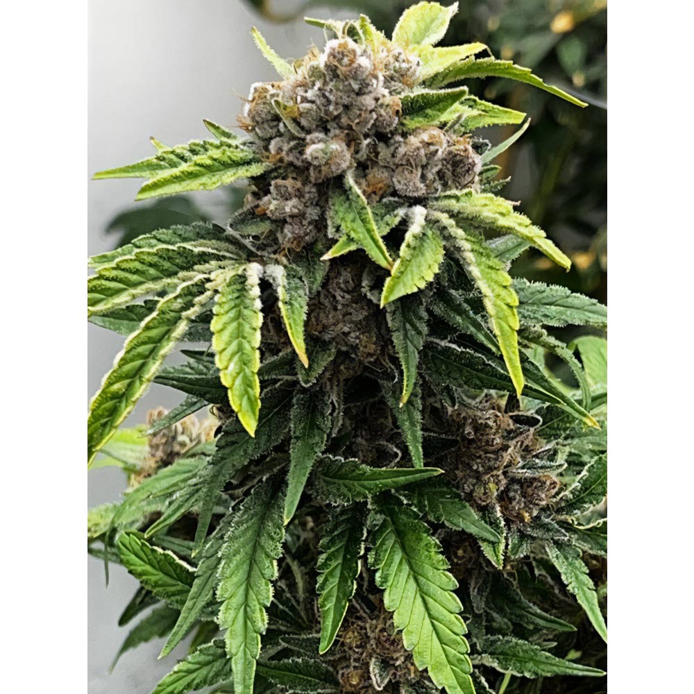 Raspberry Boogie S2 Feminized Cannabis Seeds By Mosca Seeds