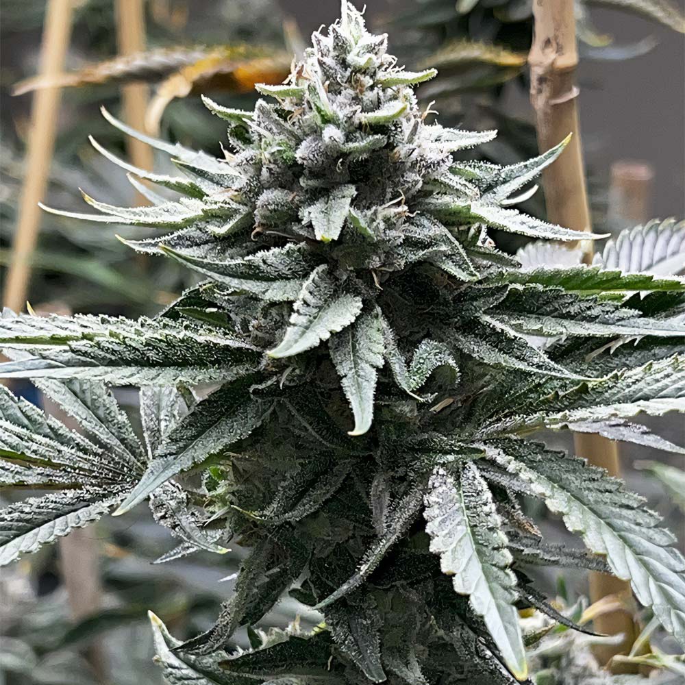 Watermelon Zaza S1 Feminized Cannabis Seeds Tiki Madman X Mosca Seeds