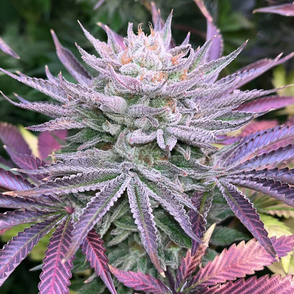 Nasty Runtz Female Cannabis Seeds By Grateful Seeds