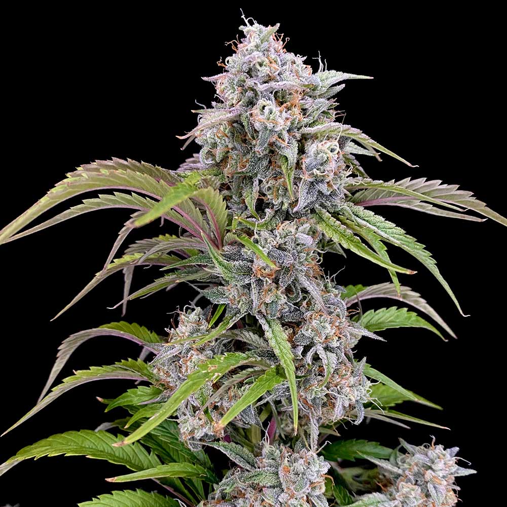 Amulet Og Auto Cannabis Seeds By Dark Owl Seeds