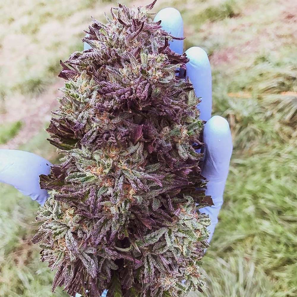 Nimbus Regular Cannabis Seeds By Symbiotic Genetics