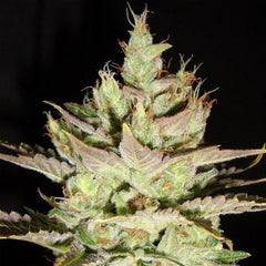 Northern Lights X Skunk 1 Marijuana Seeds