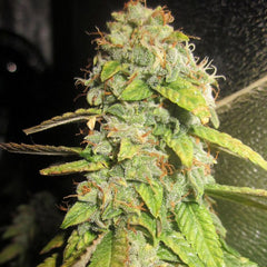 Notorious Og Female Cannabis Seeds By Pheno Finder Seeds