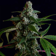 Ogla78 Bx Regular Cannabis Seeds Green Bodhi