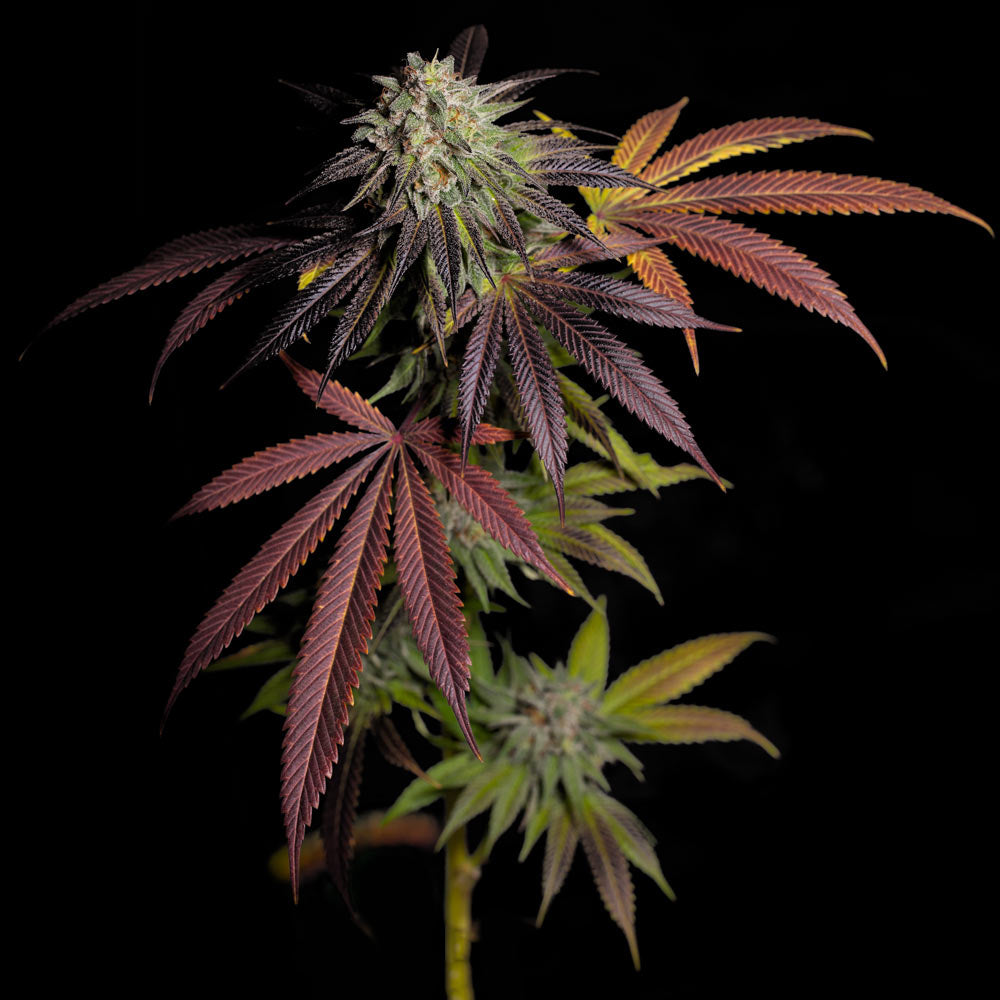 7 S O H Female Weed Seeds By Grateful Seeds