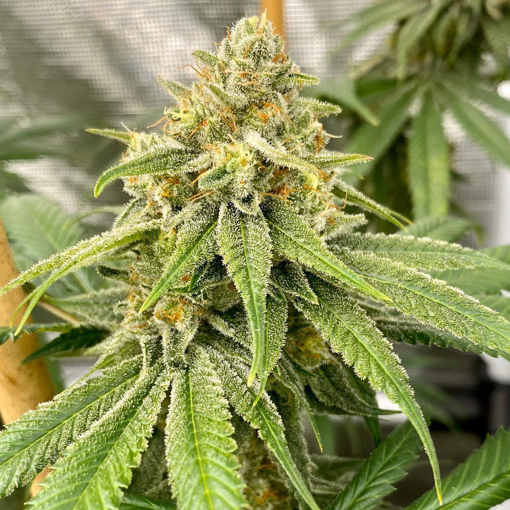 Os Glue Regular Cannabis Seeds By Old School Genetics