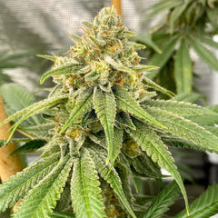 Os Glue Regular Cannabis Seeds By Old School Genetics