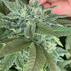 Beauty Punch Feminized Cannabis Seeds By The Cali Connection