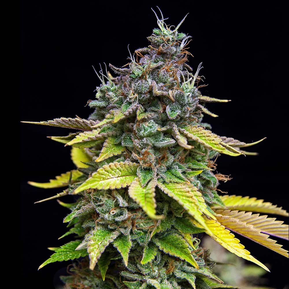 Papaya Cooler Female Weed Seeds By Grateful Seeds