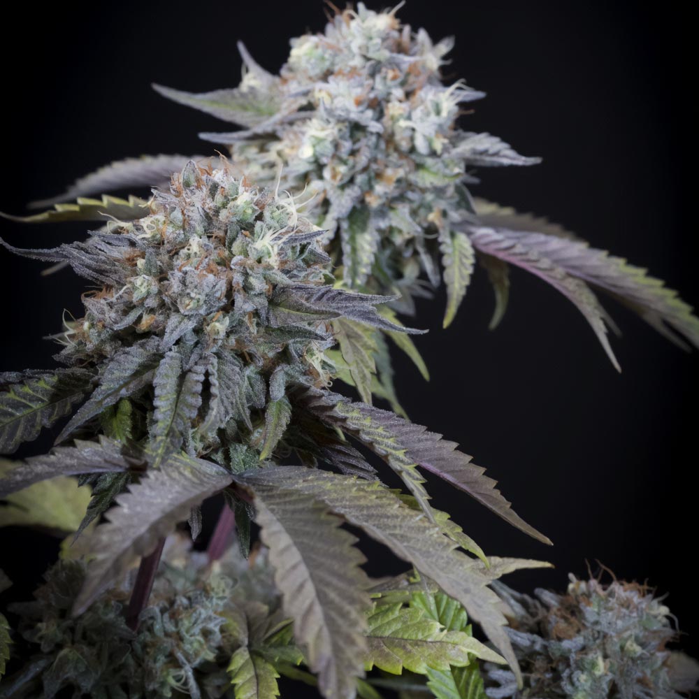 Gulupa Female Cannabis Seeds By Paradise Seeds 5 Seed Per Pack