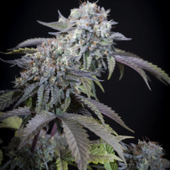 Gulupa Female Cannabis Seeds By Paradise Seeds 5 Seed Per Pack