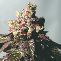 Passion Berry The Gold Line Female Cannabis Seeds By The Cali Connection