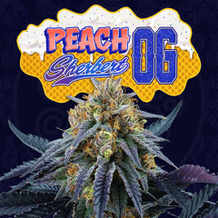 Peach Sherbert Og Feminized Cannabis Seeds By Perfect Tree