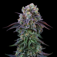 Coconut Cream Feminized Cannabis Seeds Perfect Tree