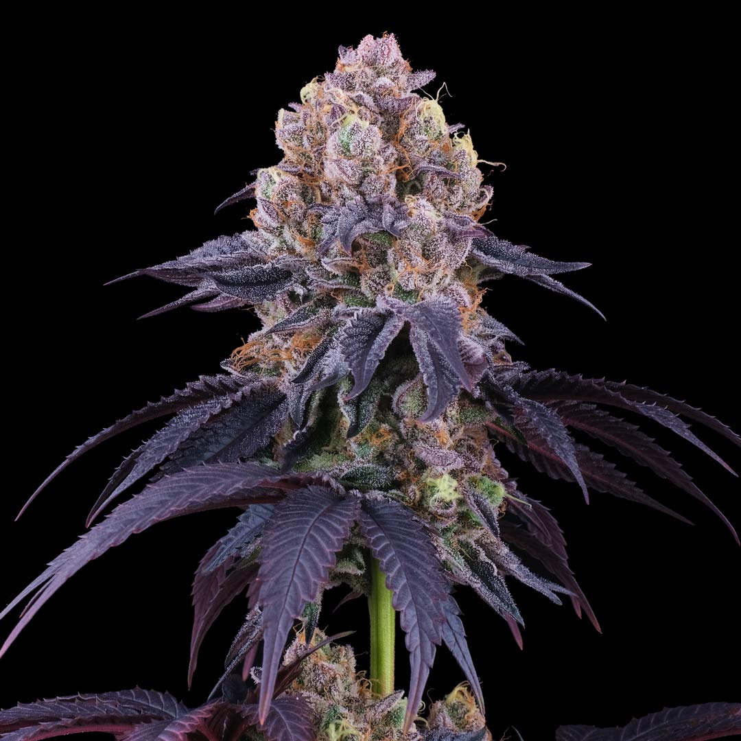 Lemon Coconut Fat Bomb Feminized Cannabis Seeds Perfect Tree