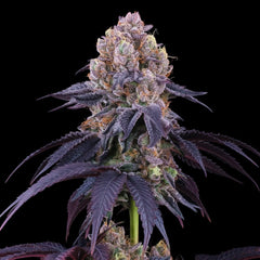 Lemon Coconut Fat Bomb Feminized Cannabis Seeds Perfect Tree