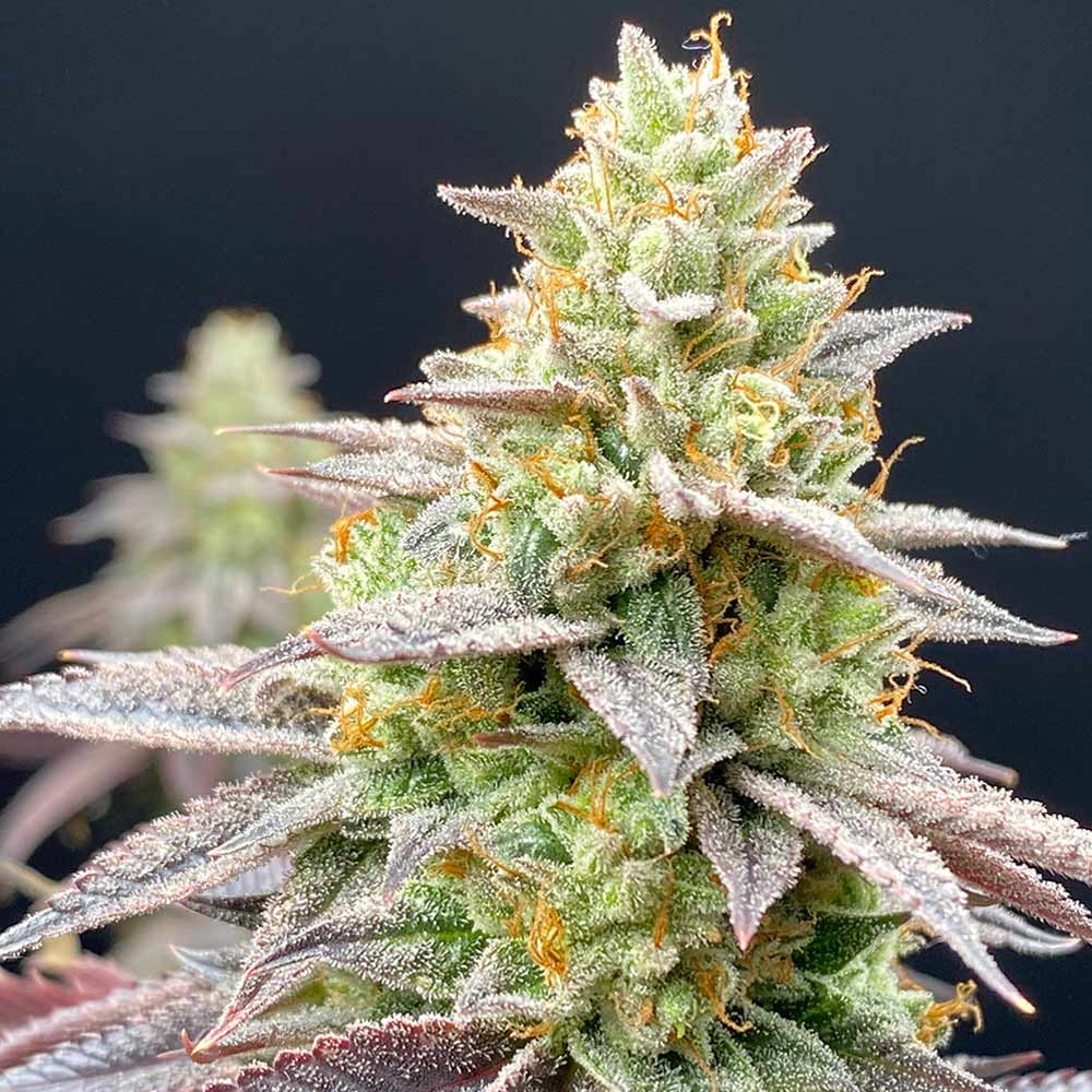 Rainbow Triangle Female Weed Seeds By Perfect Tree