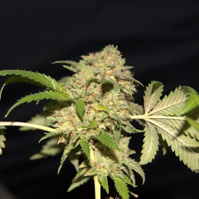 La Fire Female Cannabis Seeds By Pheno Finder Seeds