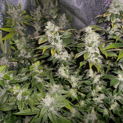 Sour Walker Female Cannabis Seeds By Pheno Finder Seeds