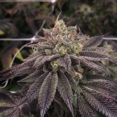 Starcake Phenofinders X Royal Resin Female Cannabis Seeds By Phenofinder Seeds