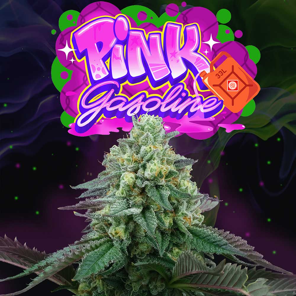 Pink Gasoline Feminized Cannabis Seeds By Perfect Tree