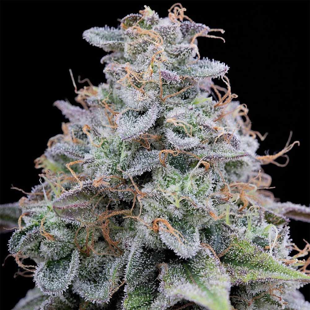 Pink Limez Female Weed Seeds By Grounded Genetics