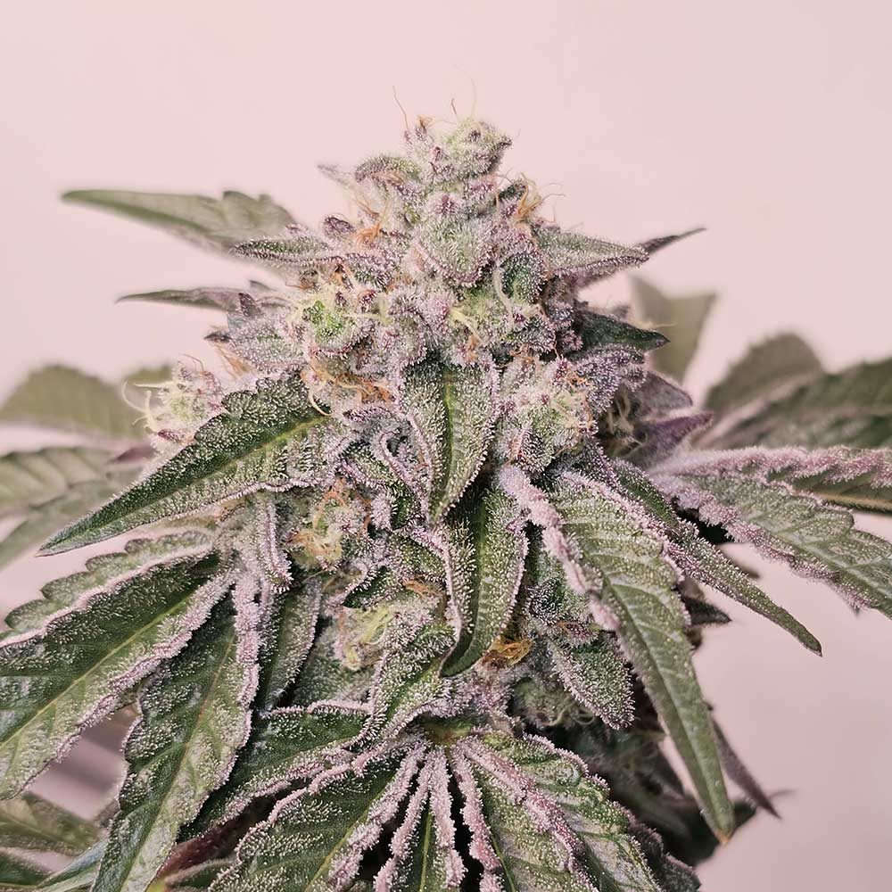 Pink Pie Feminized Cannabis Seeds By Karma Genetics