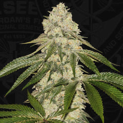 Pisthash Female Cannabis Seeds By T H Seeds