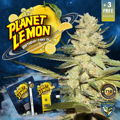 Planet Lemon Female Weed Seeds By T H Seeds