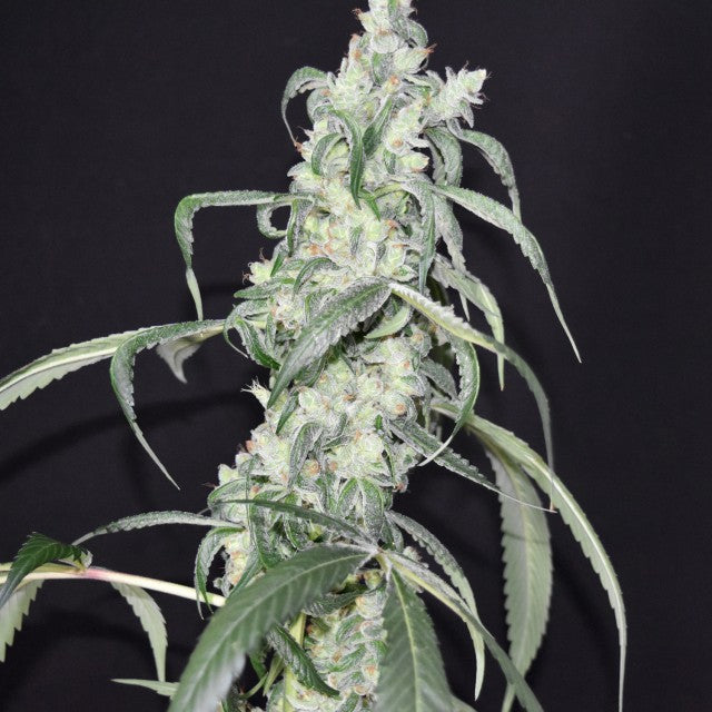 Crystal Sherbet Female Cannabis Seeds By Pot Valley Seeds