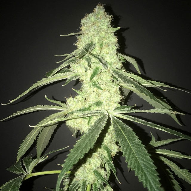 Her Majesty S Kush Female Cannabis Seeds By Pot Valley Seeds