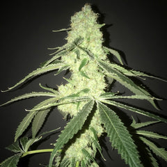 Her Majesty S Kush Female Cannabis Seeds By Pot Valley Seeds