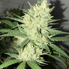 Orange Snap Regular Cannabis Seeds By Pot Valley Seeds