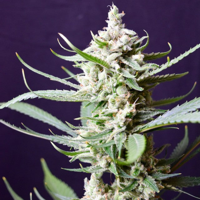 Sunset Flame Regular Cannabis Seeds By Pot Valley Seeds
