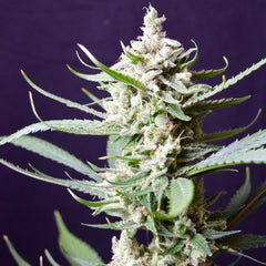 Sunset Flame Regular Cannabis Seeds By Pot Valley Seeds