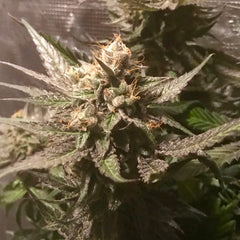 Sour Moonfire Female Cannabis Seeds By Pot Valley Seeds