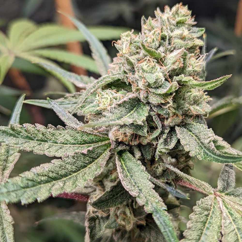 Prozecco Female Weed Seeds By Conscious Genetics