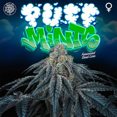 Puff Mints Female Weed Seeds By Perfect Tree