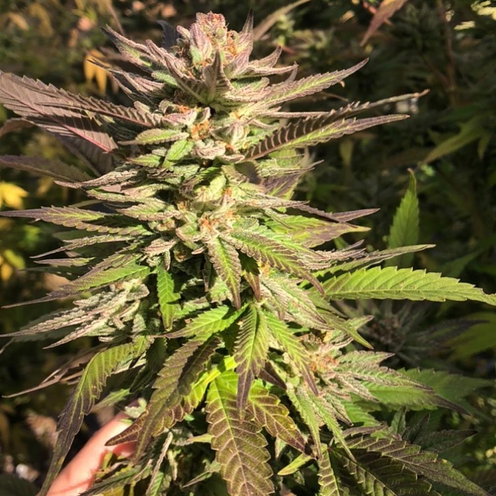 Punani By Pakalolo Seed Cannabis Seedbank