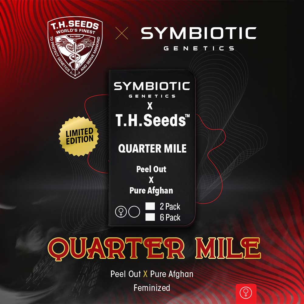 Quarter Mile Feminized Cannabis Seeds By T H Seeds X Symbiotic Genetics