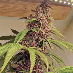 Red Kachina Female Weed Seeds By Conscious Genetics