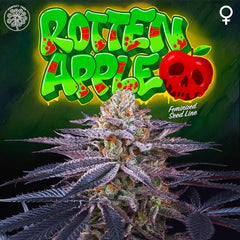 Rotten Apple Female Weed Seeds By Perfect Tree