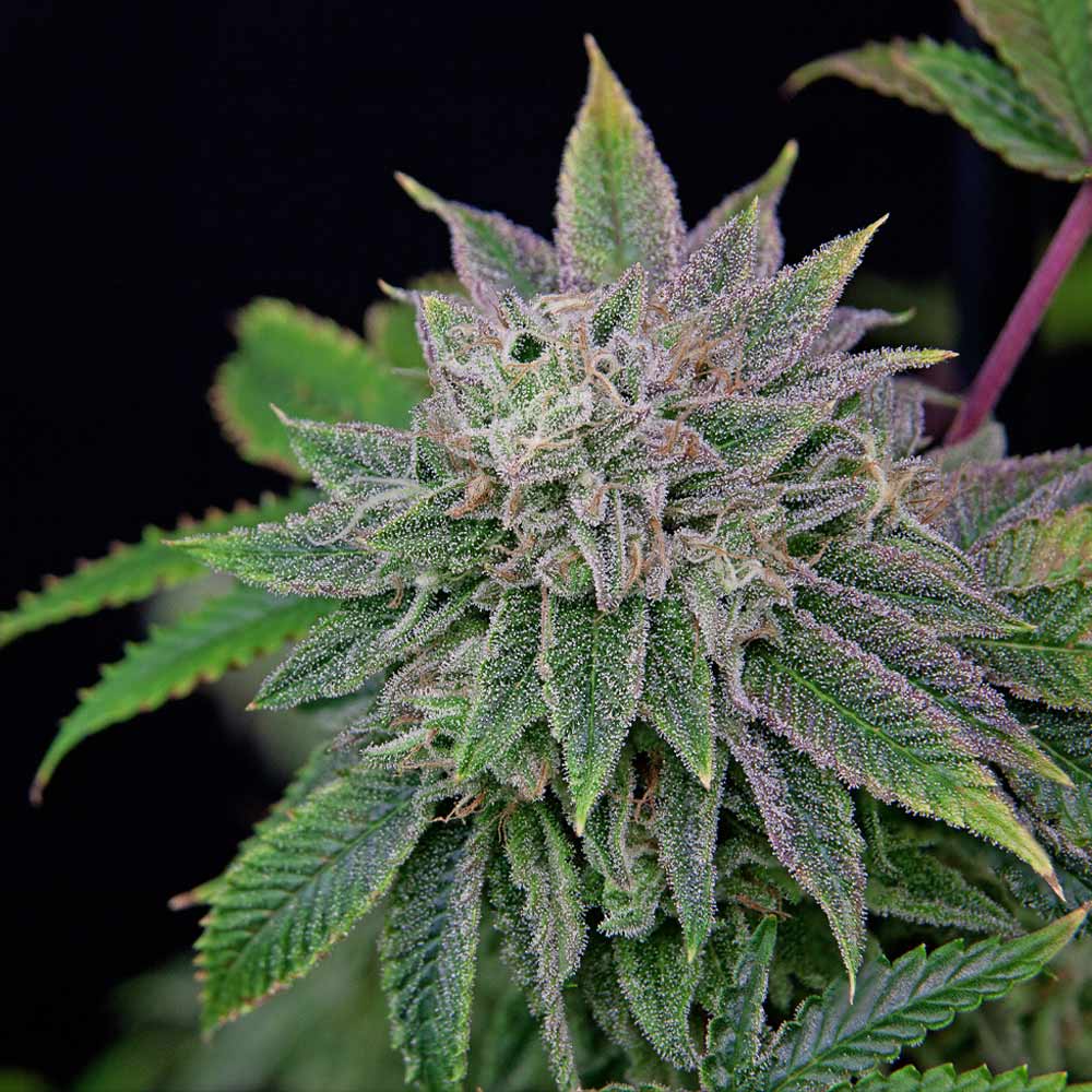 Runt Zu Female Weed Seeds By Grateful Seeds