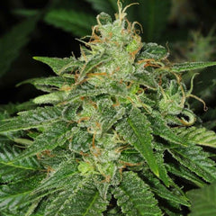 S A G E R Cbd Female Cannabis Seeds By T H Seeds