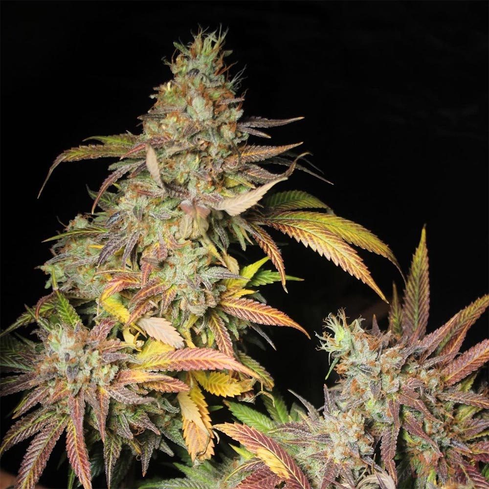 Salpicon Regular Cannabis Seeds By Black Tuna Seeds