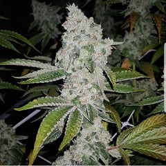 El Chapo Female Cannabis Seeds By The Plug Seedbank